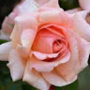 Meet your Posher, Ava